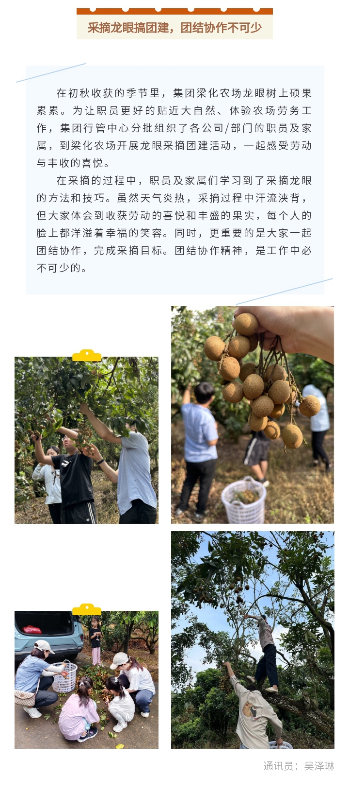 采摘龍眼搞團建，團結協(xié)作不可少